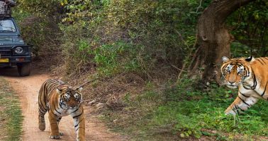 jeep-safari-banner